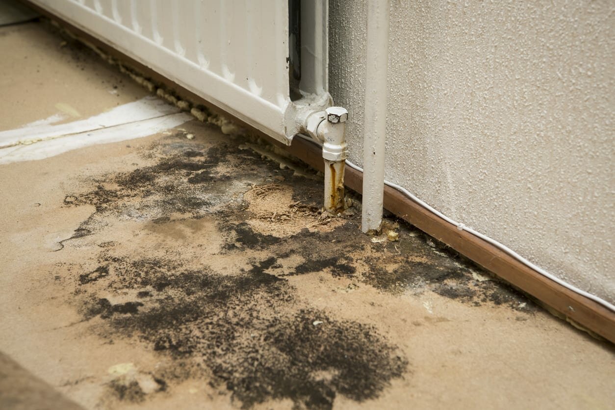 What Is The Average Cost Of Mold Remediation
